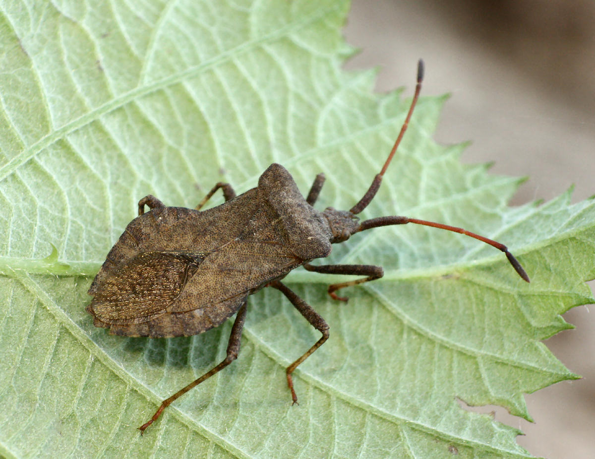 Coreus marginatus? S